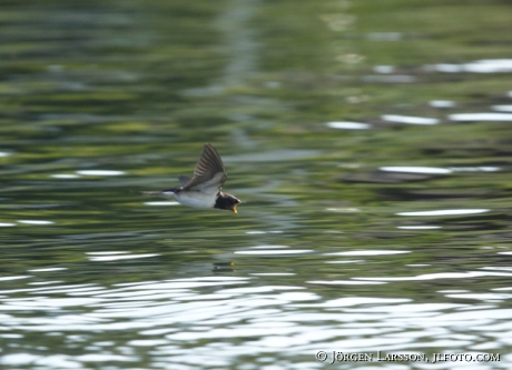 Ladusvala Hirundo rustica  Småland Sverige