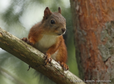 Ekorre Sciurus vulgaris   Botkyrka Sverige