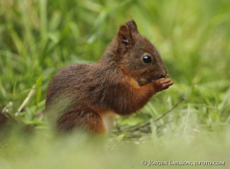 Ekorre Sciurus vulgaris   Botkyrka Sverige