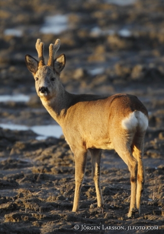 Rådjursbock Södermanland