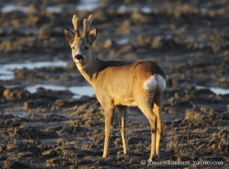 Rådjursbock Södermanland