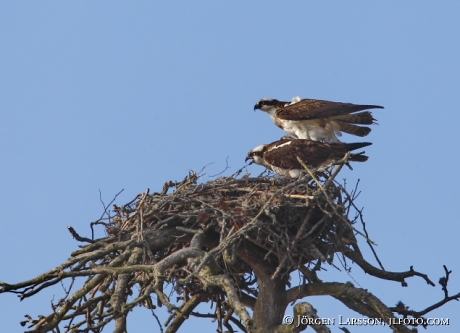 Fiskgjuse Pandion haliaetus parar sig