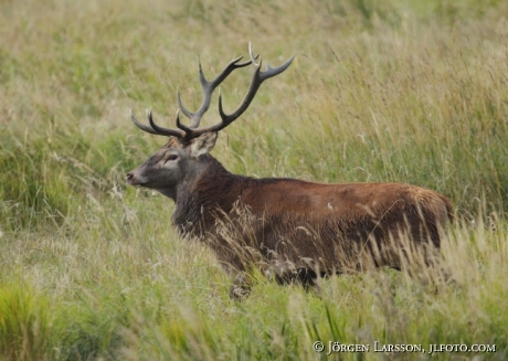 Kronhjort Cervus elaphus  Björnlunda Sverige