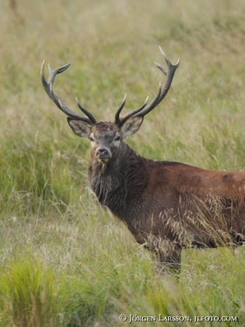 Kronhjort Cervus elaphus  Björnlunda Sverige