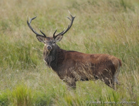 Kronhjort Cervus elaphus  Björnlunda Sverige