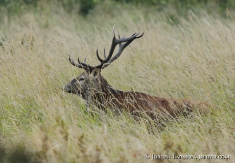 Kronhjort Cervus elaphus  Björnlunda Sverige