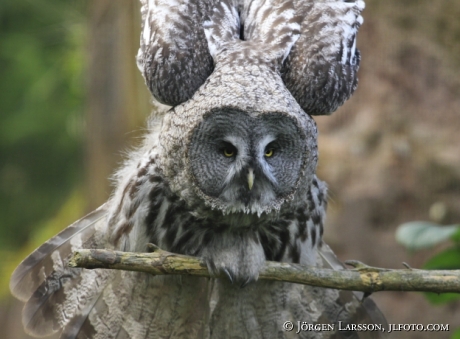 Lappuggla Strix Nebulosa 