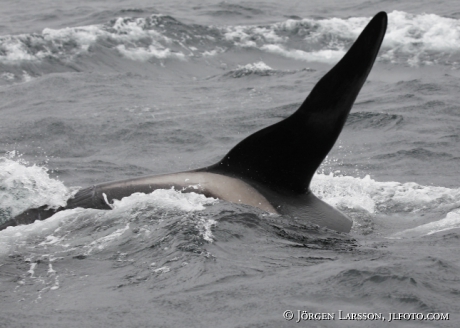 Späckhuggare Orcinus orca som jagar 