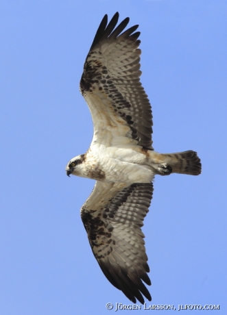 Fiskgjuse Pandion haliaetus 