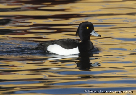 Knipa Bucephala clangula Skanssundet Södermanland