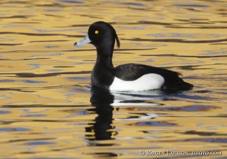 Knipa Bucephala clangula Skanssundet Södermanland