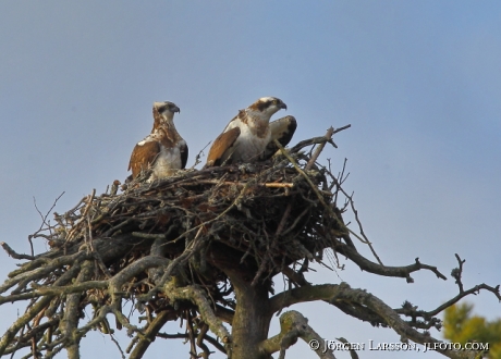 Fiskgjuse Pandion haliaetus vid sitt bo