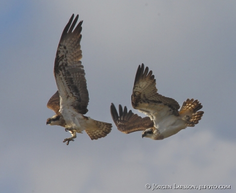 Fiskgjuse Pandion haliaetus 