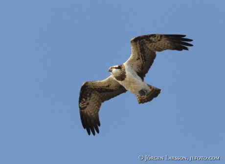 Fiskgjuse Pandion haliaetus 