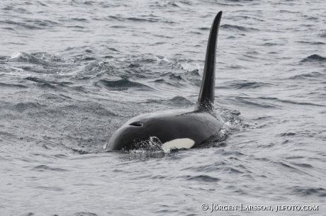 Späckhuggare Orcinus orca som jagar 