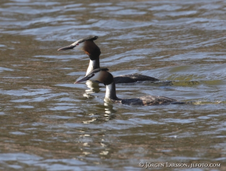 Skäggdopping Podiceps cristatus Småland