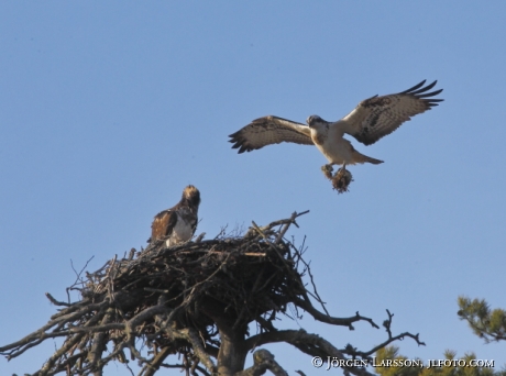 Fiskgjuse Pandion haliaetus bygger bo