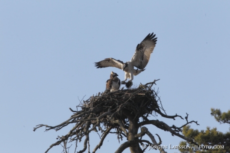 Fiskgjuse Pandion haliaetus bygger bo