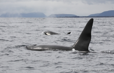 Späckhuggare Orcinus orca som jagar 