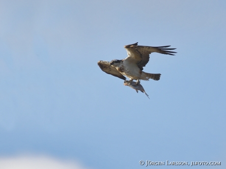 Fiskgjuse Pandion haliaetus med fångst