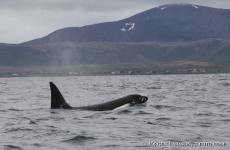 Späckhuggare Orcinus orca som jagar 