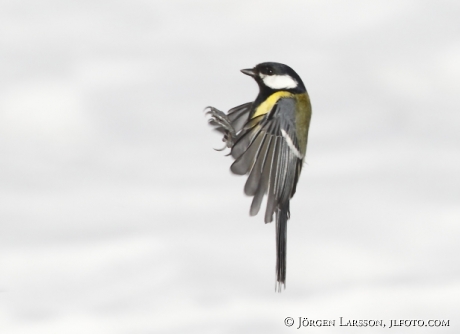 Talgoxe Parus major  Björnlunda Sverige