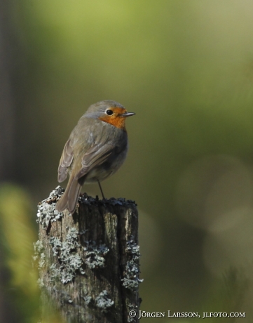 Rödhake Erithacus rubecula