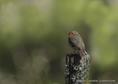 Rödhake Erithacus rubecula