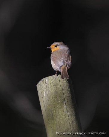 Rödhake Erithacus rubecula