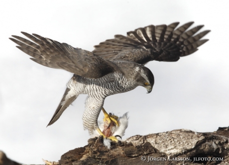 Duvhök Accipiter gentilis Björnlunda Sverige