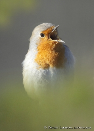 Rödhake Erithacus rubecula