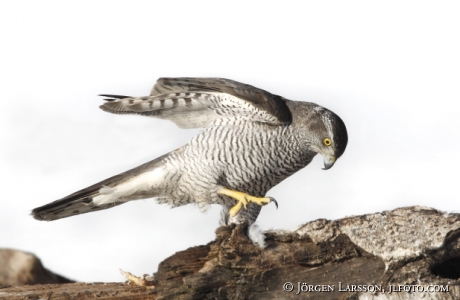 Duvhök Accipiter gentilis Björnlunda Sverige