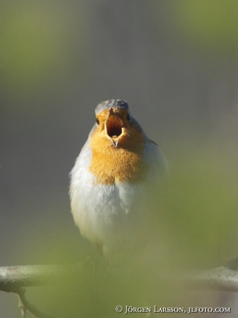 Rödhake Erithacus rubecula