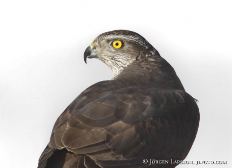 Duvhök Accipiter gentilis Björnlunda Sverige