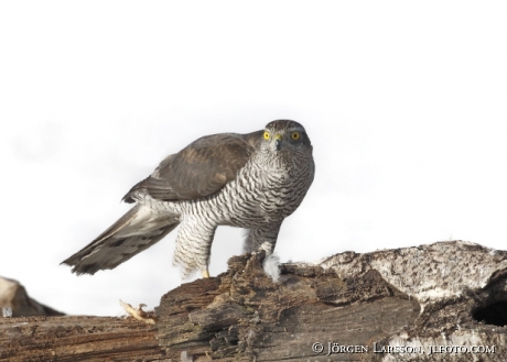 Duvhök Accipiter gentilis Björnlunda Sverige