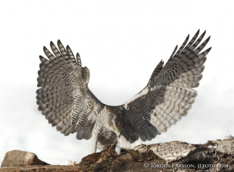 Duvhök Accipiter gentilis Björnlunda Sverige