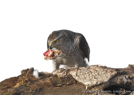 Duvhök Accipiter gentilis Björnlunda Sverige