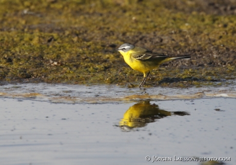 Gulärla Motacilla flava  Öland Sverieg 