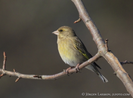 Grönfink Chloris chloris Stockholm Sverige