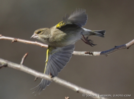 Grönfink Chloris chloris Stockholm Sverige