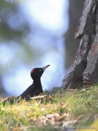 Spillkråka Dryocopus martius