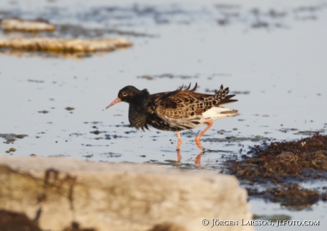 Brushane Philomachus pugnax Öland Sverige 