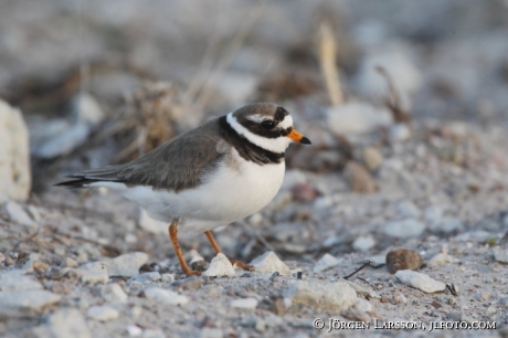 Större Strandpipare Charadrius hiaticula Öland Sverige