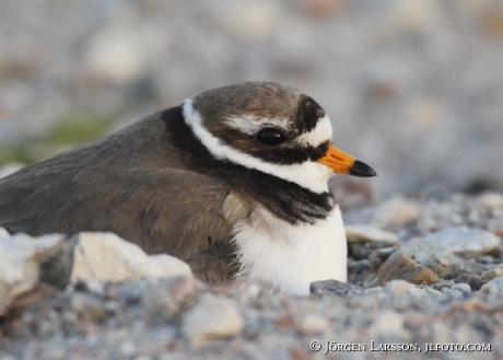 Större Strandpipare Charadrius hiaticula Öland Sverige