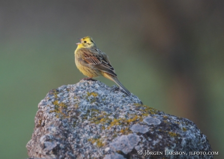 Gulsparv  Emberiza citrinella Ravlunda Skåne Sverige