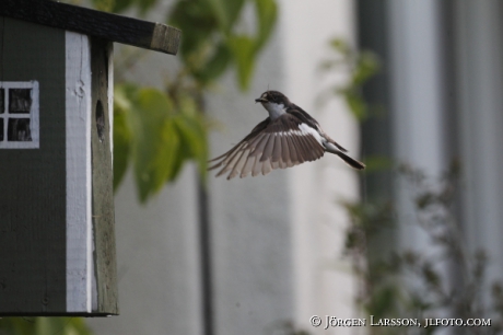 Svartvit Flugsnappare Ficedula hypoleuca