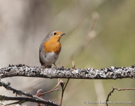 Rödhake  Erithacus rubecula