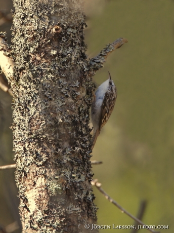 Trädkrypare Certhia familiaris