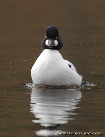 Knipa Bucephala clangula Skäralid Skåne 