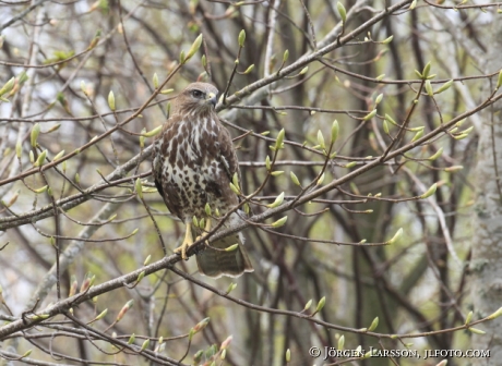 Ormvråk Buteo buteo Skåne Sverige